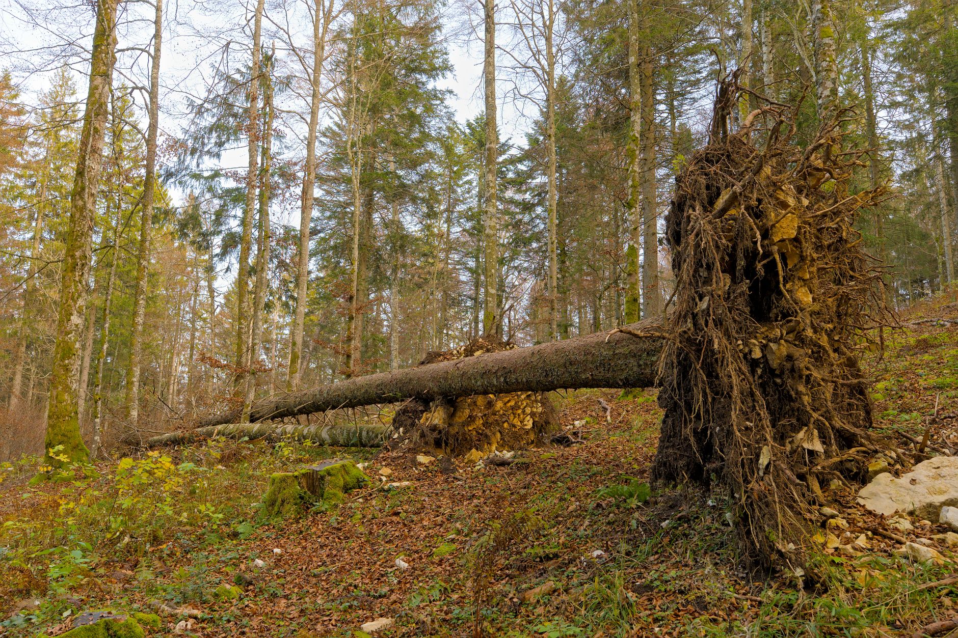Enlèvement arbre urgence à Les Abymes